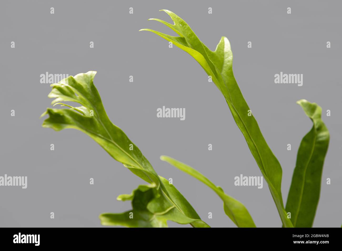 Closeup shot of green echinodorus osiris plant on a gray background Stock Photo