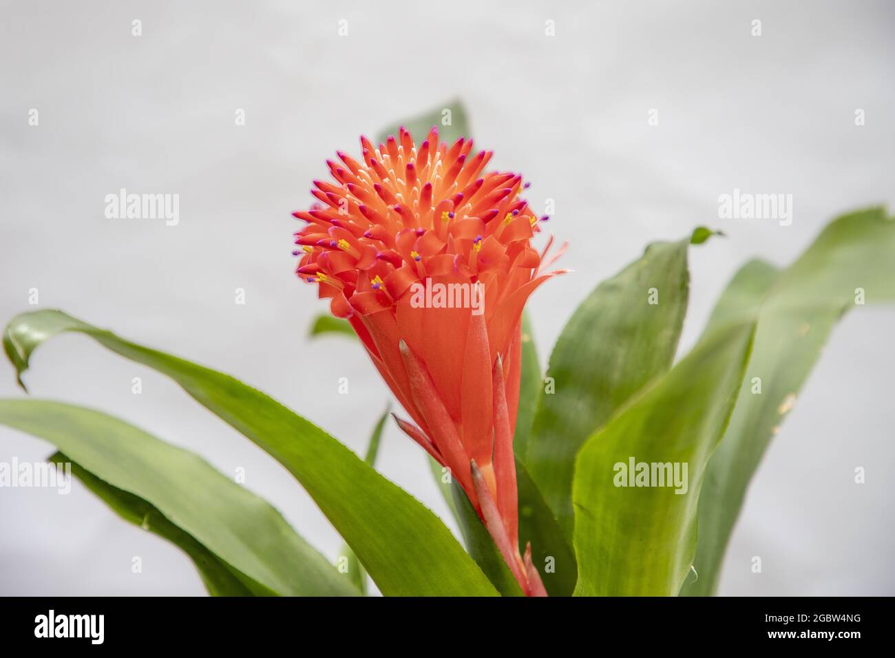 Closeup shot of a guzmania flower Stock Photo