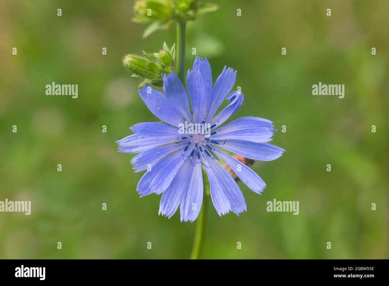 Flowerhead of chicory (Cichorium intybus) Stock Photo