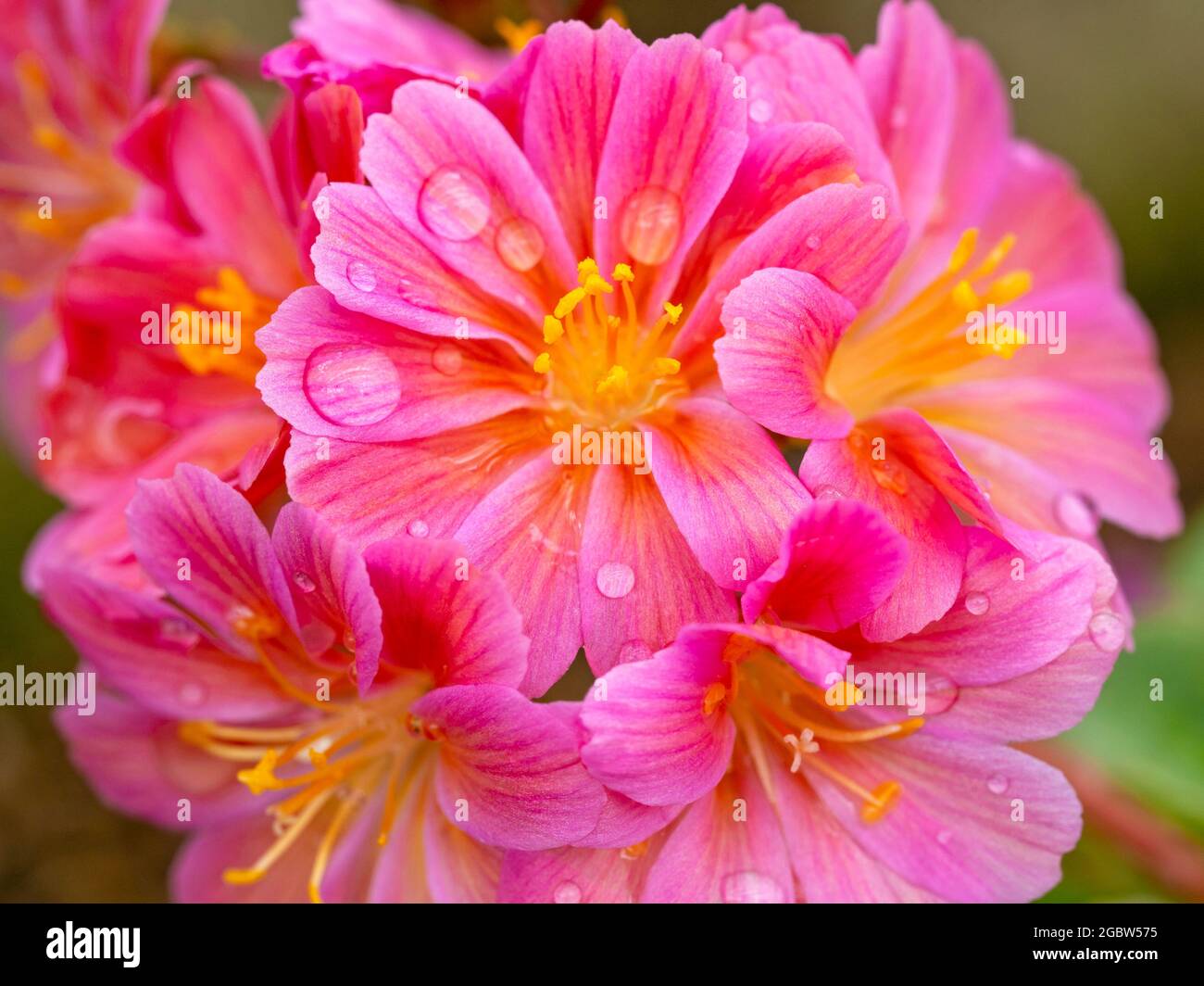 Pretty pink Lewisia Elise flowers with water droplets Stock Photo