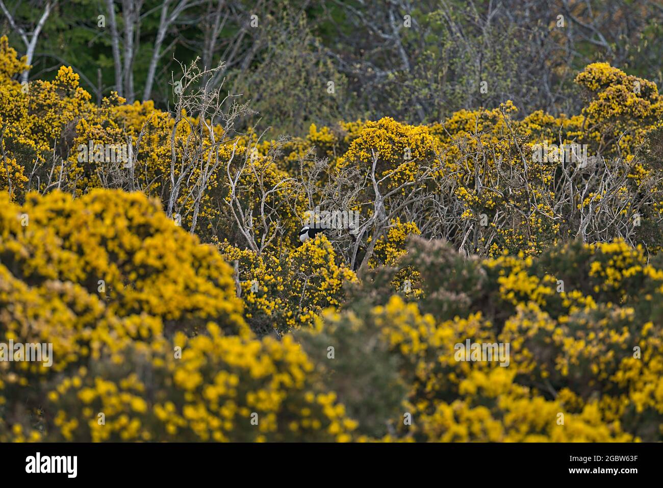 Evening view of old dry tree branches and Eurasian magpie (Pica pica