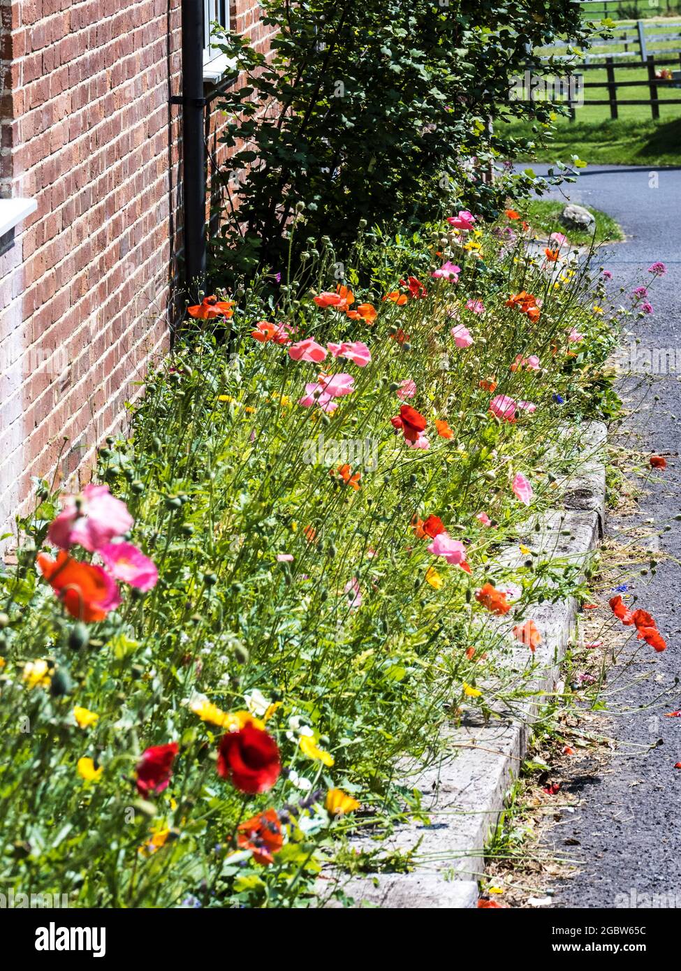 Poppies growing alongside a country lane in Wiltshire. Stock Photo