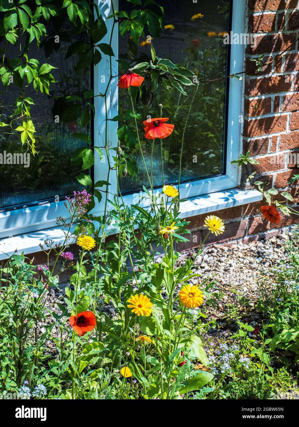 Poppies and yellow daisies growing beneath the window of a country cottage. Stock Photo