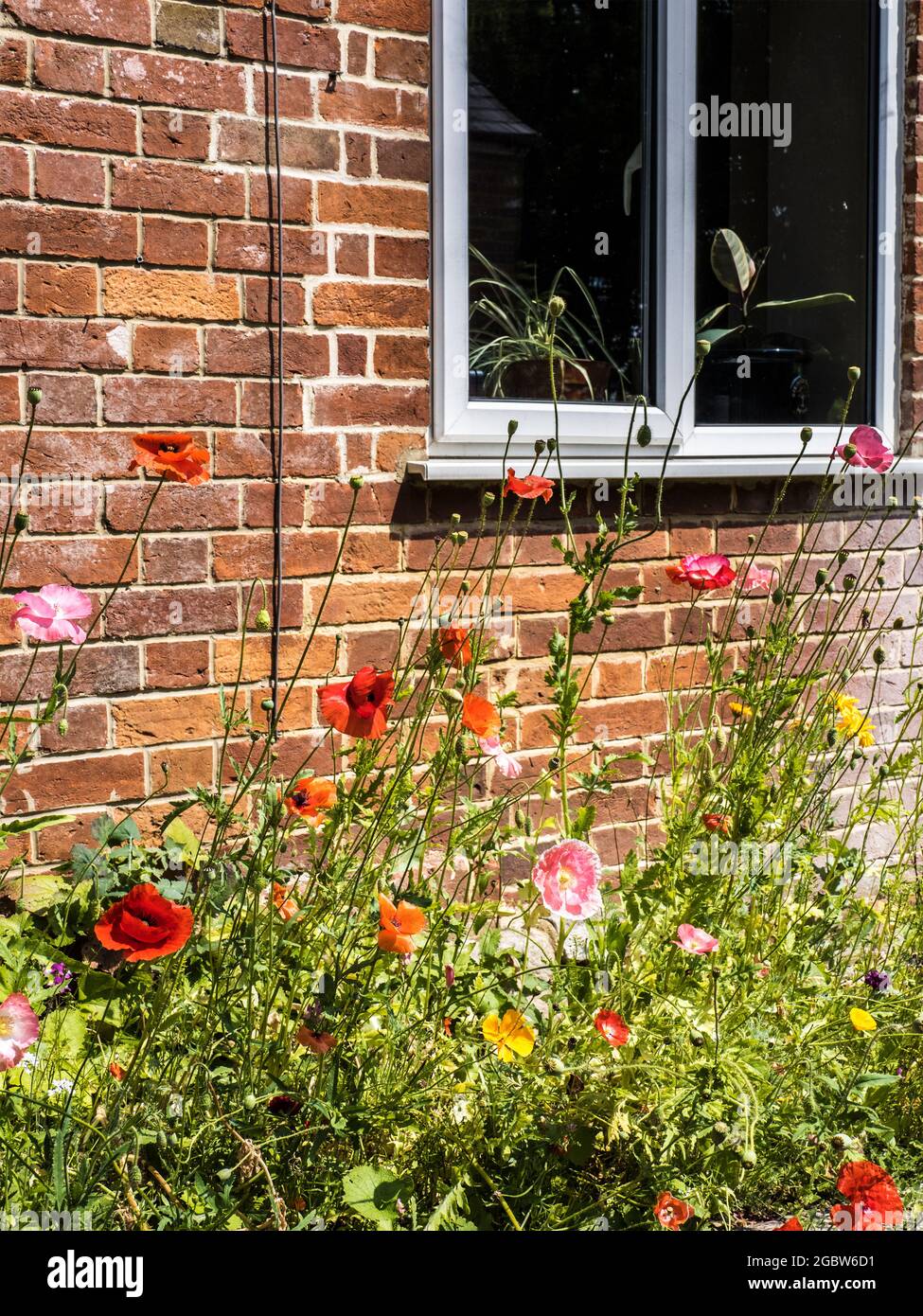Poppies growing beneath the window of a country cottage. Stock Photo