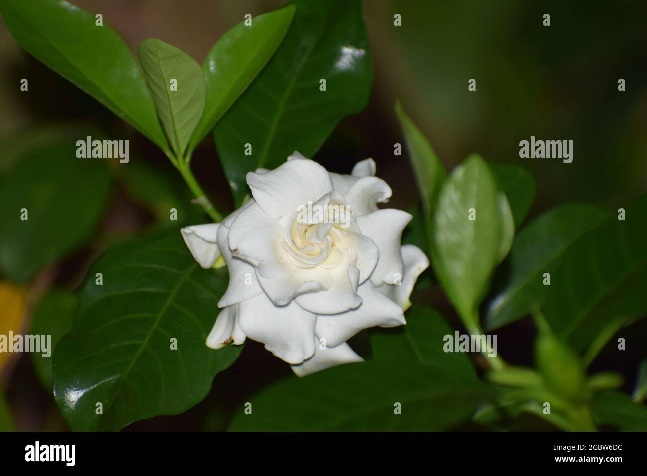 gardenia flower (Cape jasmine flower) Stock Photo