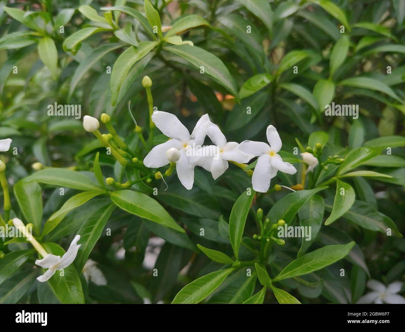 Closeup shot of white milkwood flowers Stock Photo