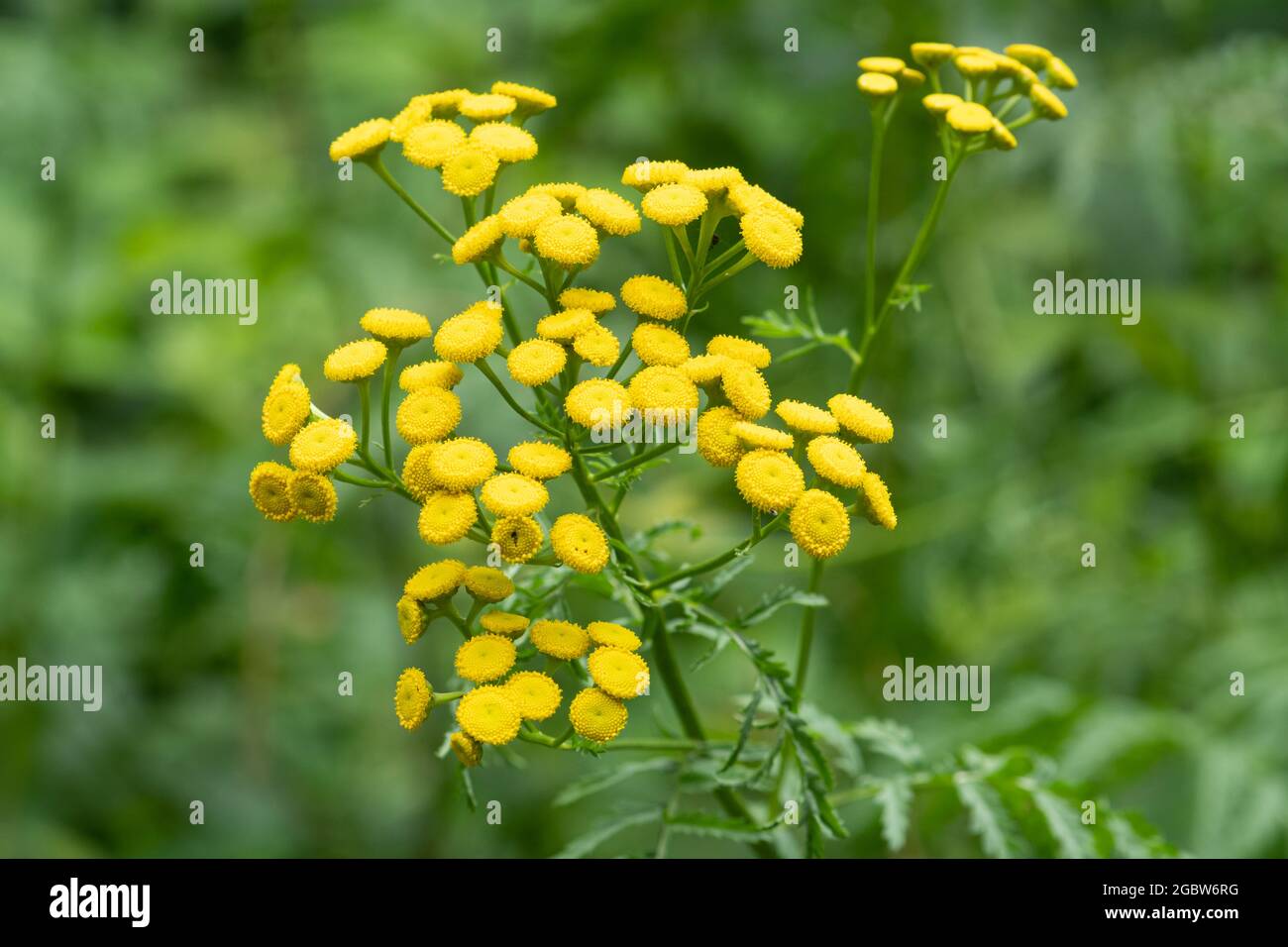 Close-up of tansy flowers (Tanacetum vulgare), a yellow wildflower, flowering during summer or August, UK Stock Photo