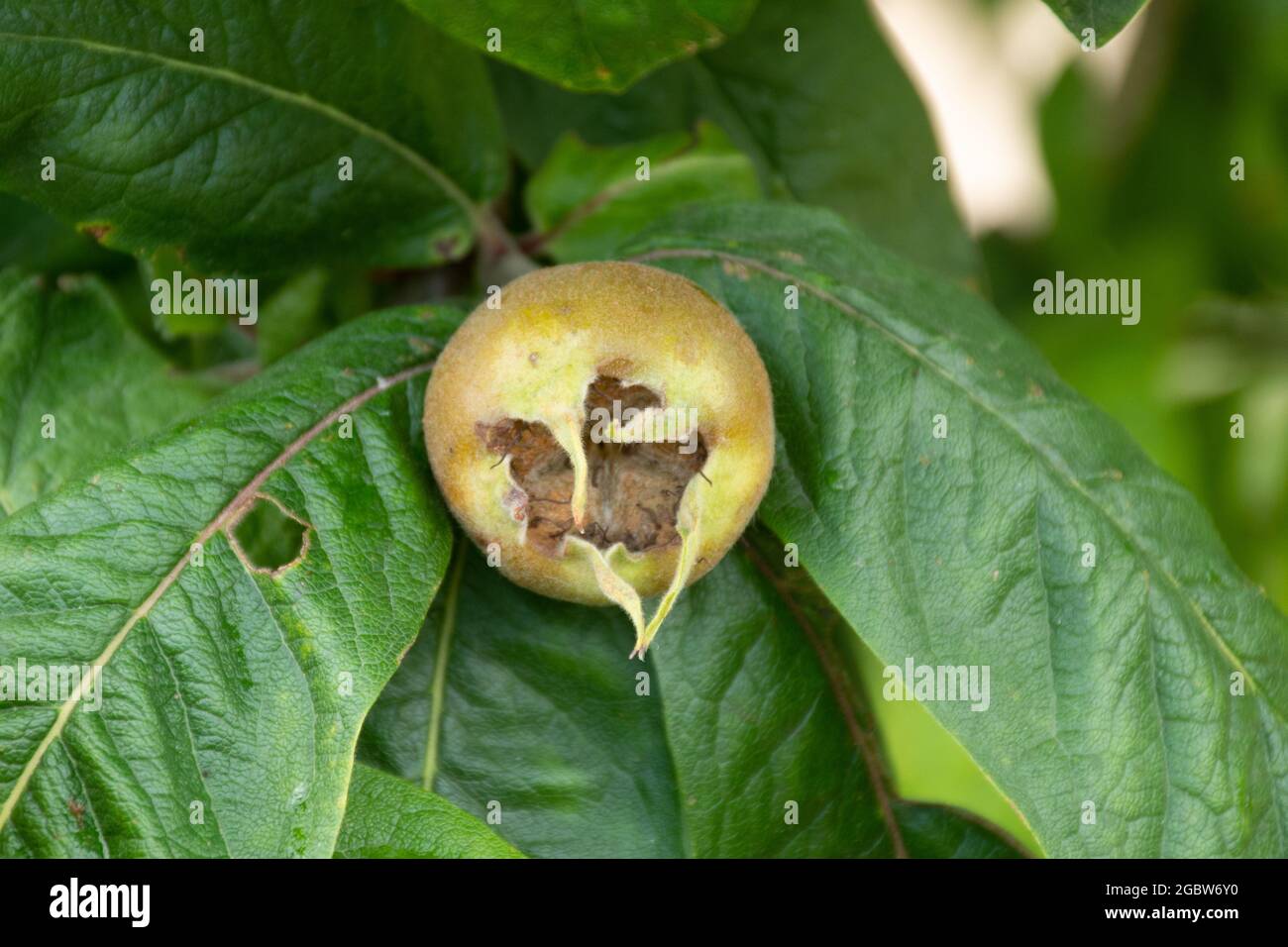 Fruit on a Nottingham Medlar tree (Mespilus germanica 'Nottingham', synonym Malus domestica 'Medlar Nottingham'), UK Stock Photo