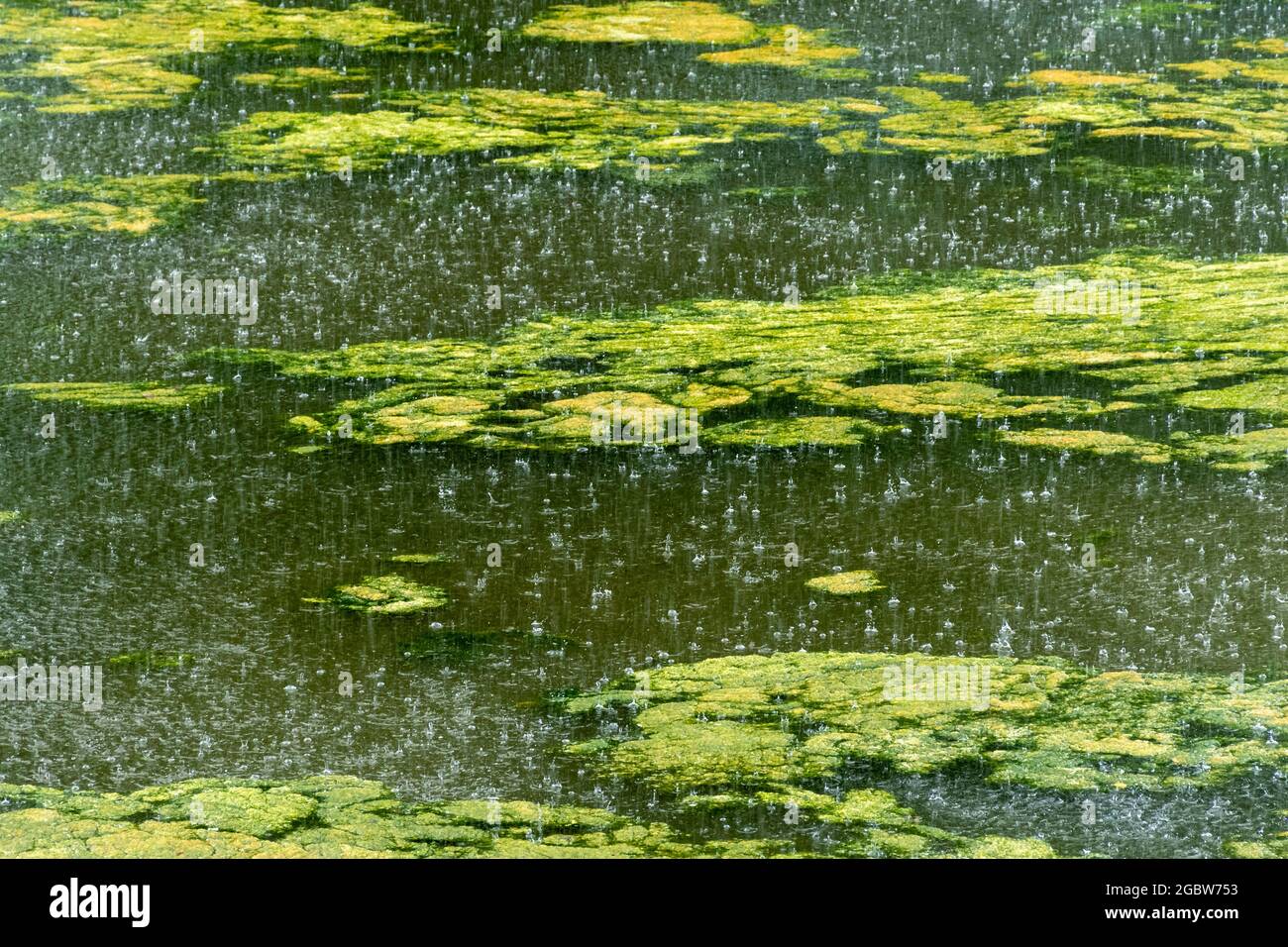 Summer torrential rainfall hires stock photography and images Alamy