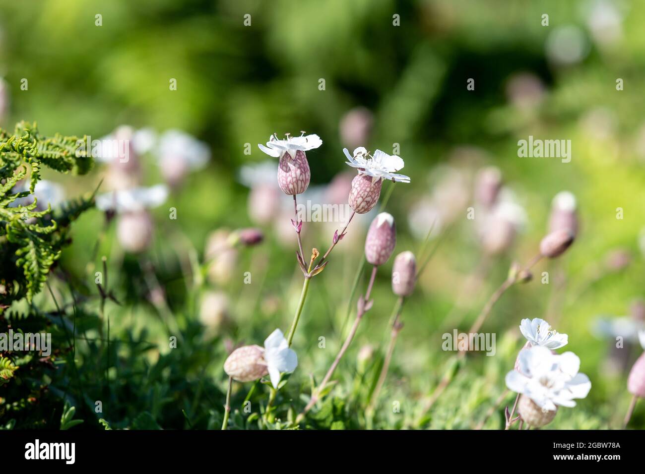 Silene Vulgaris, also known as bladder campion, on a sunny summers day on Skomer island in Wales Stock Photo