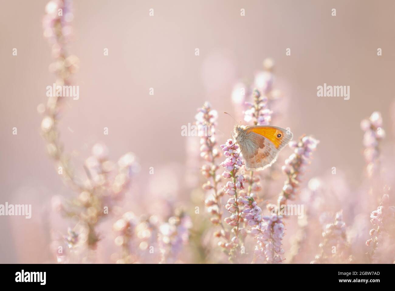 A small heath (Coeninympha pamphilus) sits amongst the heather of a Suffolk heathland in the early sunlight at Cavenham Stock Photo