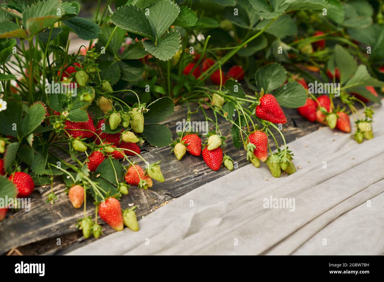 Close up of bush of fresh ripe and unripe strawberry in garden in ...