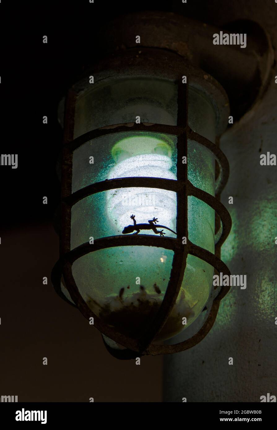 Lizard light hi-res stock photography and images - Alamy