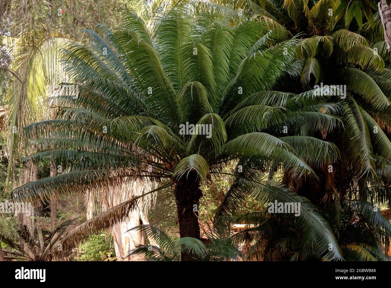 Cycad Plant Tree of the Order Cycadales Stock Photo