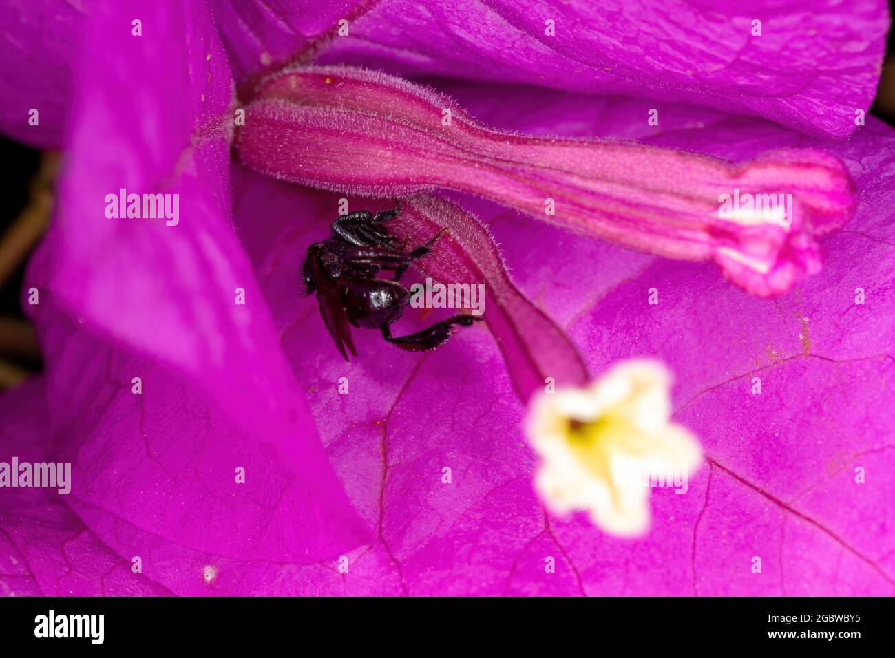 Adult Female Stingless Bee of the Genus Trigona Stock Photo