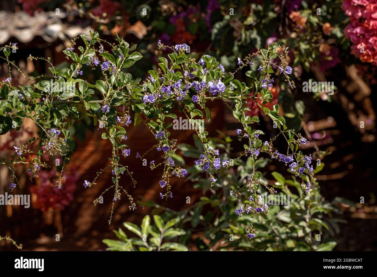 Skyflower Yellow Flowers of the species Duranta erecta with selective focus Stock Photo