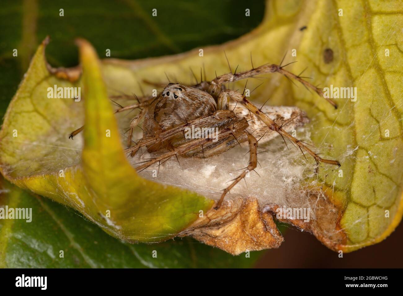 Adult Female Striped Lynx Spider of the genus Oxyopes protecting eggs Stock Photo