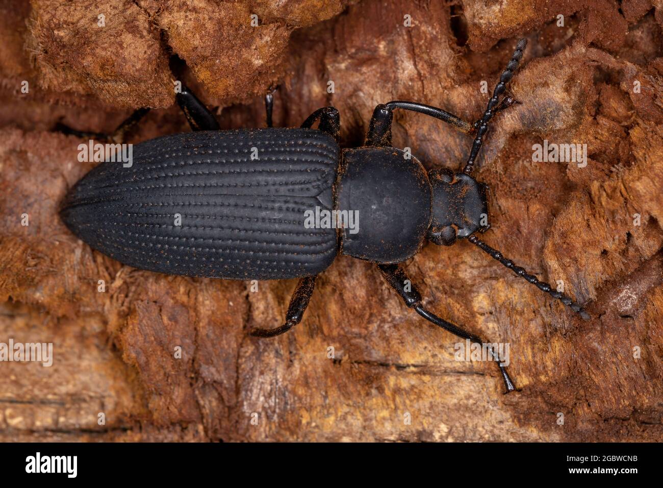 Darkling beetle genus hires stock photography and images Alamy