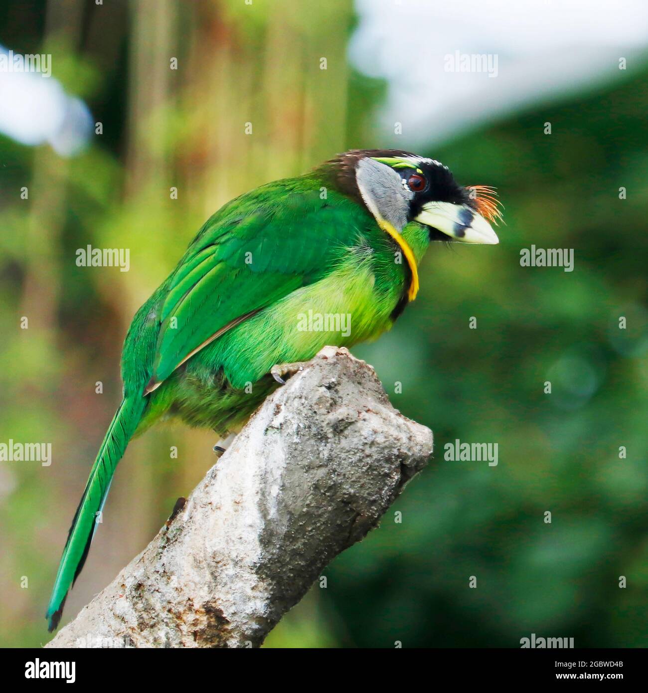 The fire-tufted barbet is a species of bird in the Asian barbet family Megalaimidae.where it inhabits tropical moist lowland and montane forests. Stock Photo