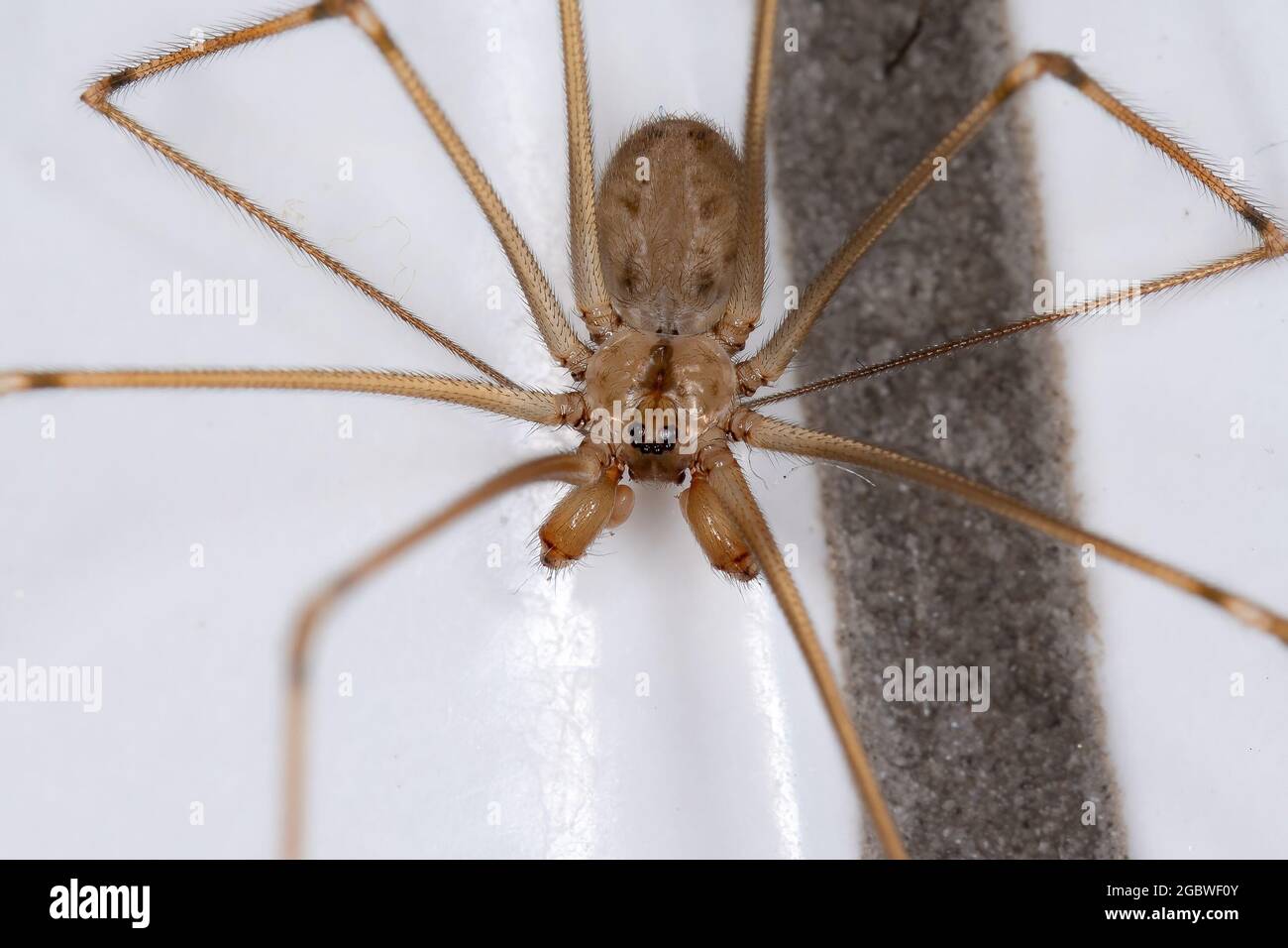 Adult Male Short-bodied Cellar Spider of the species Physocyclus globosus Stock Photo