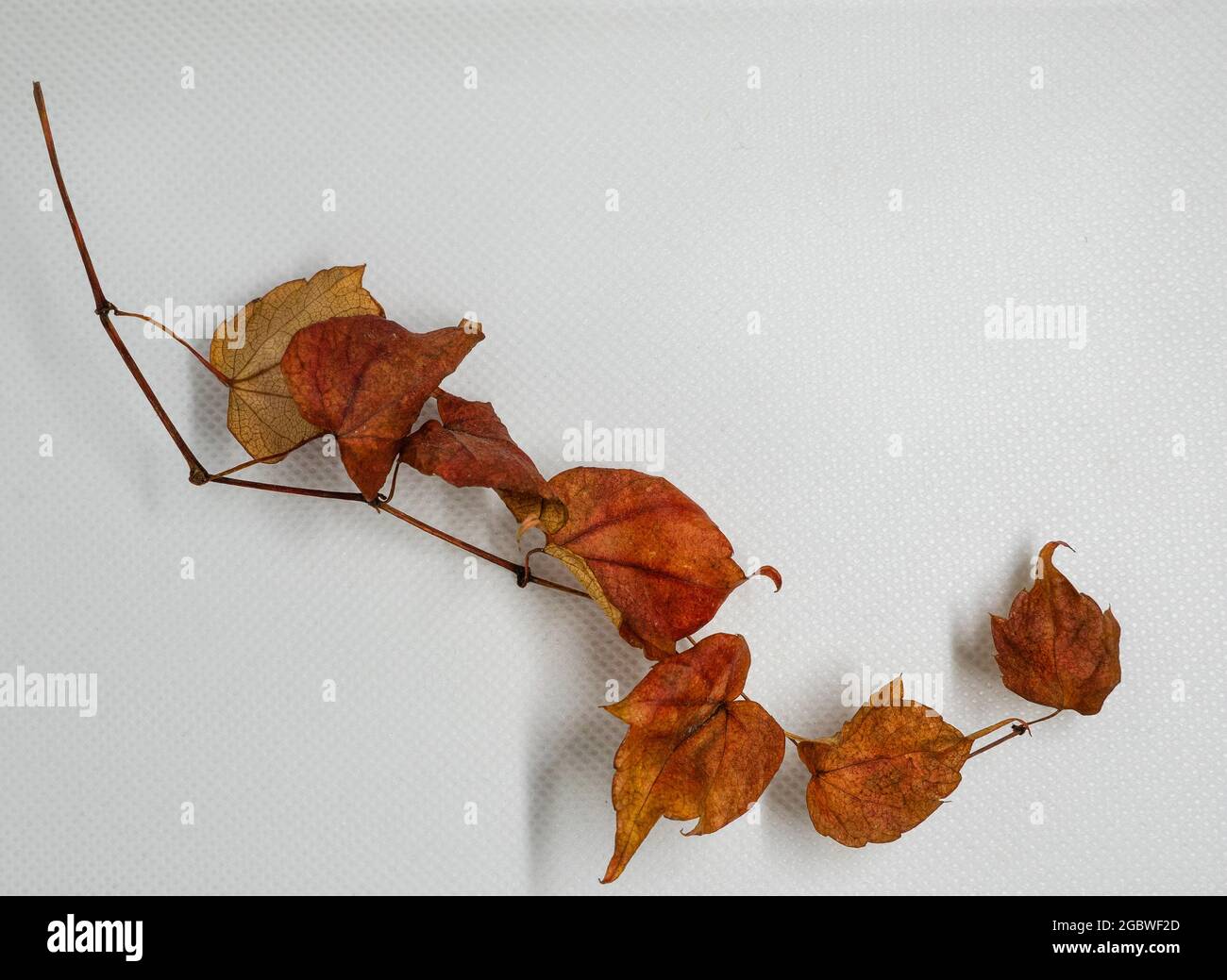 Branch of autumn leaves isolated on white background Stock Photo - Alamy