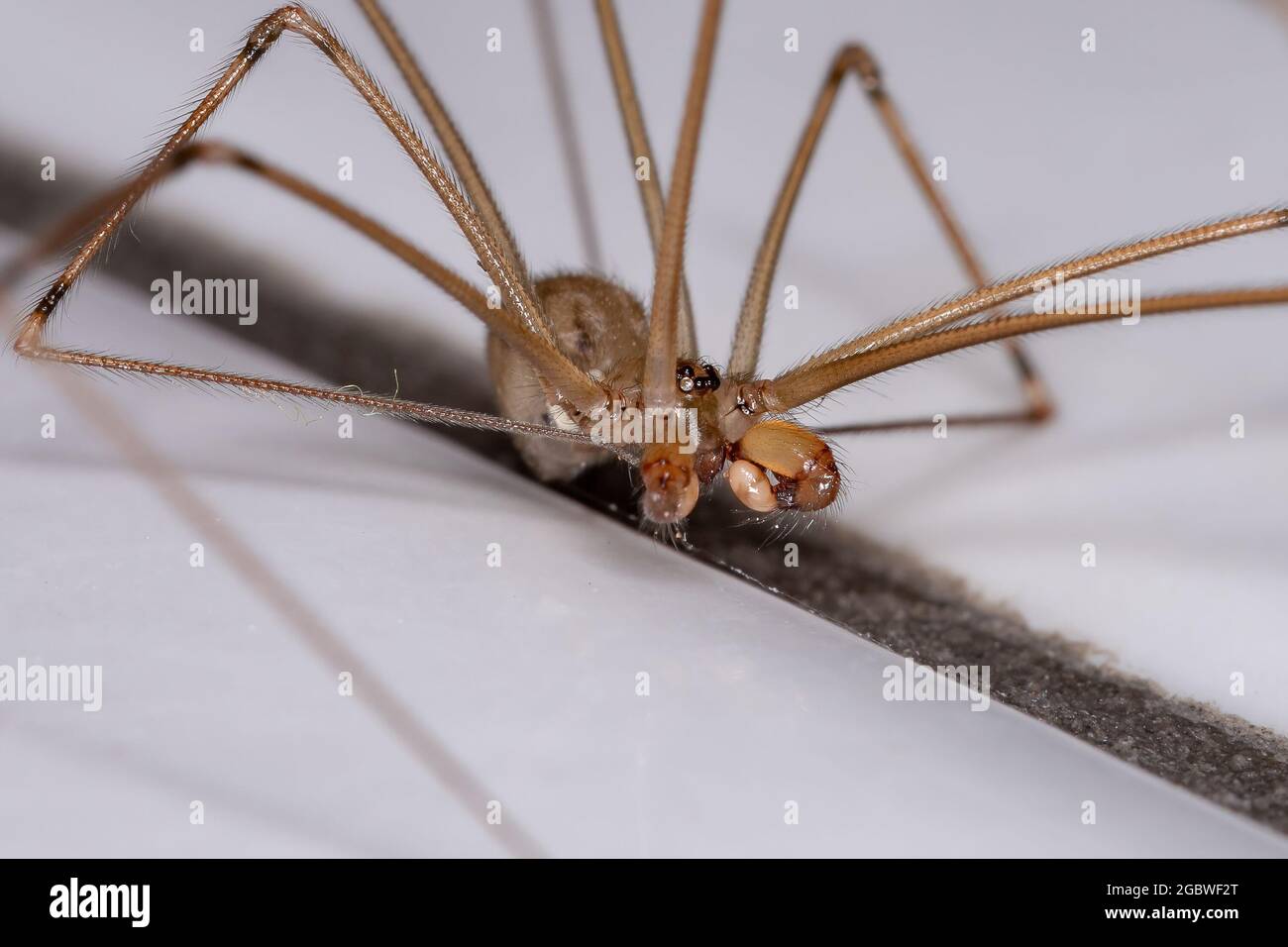 Adult Male Short-bodied Cellar Spider of the species Physocyclus globosus Stock Photo