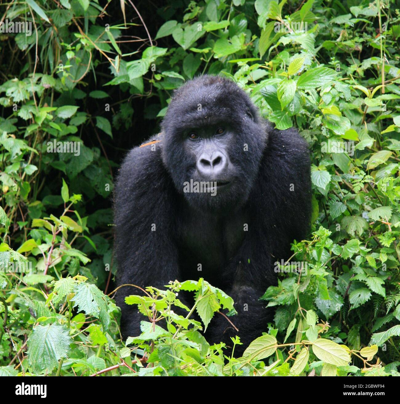 Closeup portrait of endangered Silverback Mountain Gorilla (Gorilla beringei beringei) looking directly at camera Volcanoes National Park, Rwanda. Stock Photo