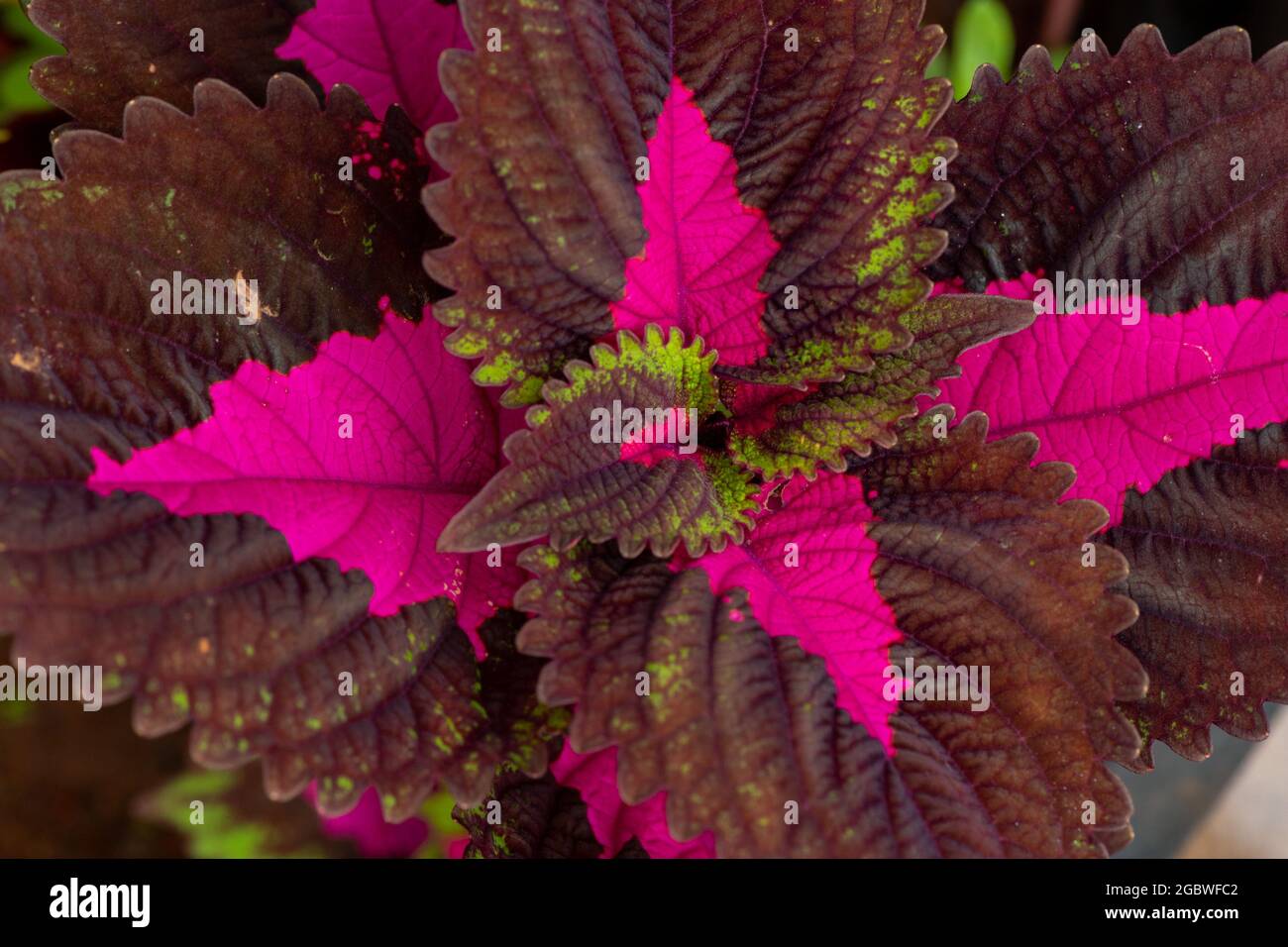 Coleus scutellarioides plant in garden Stock Photo