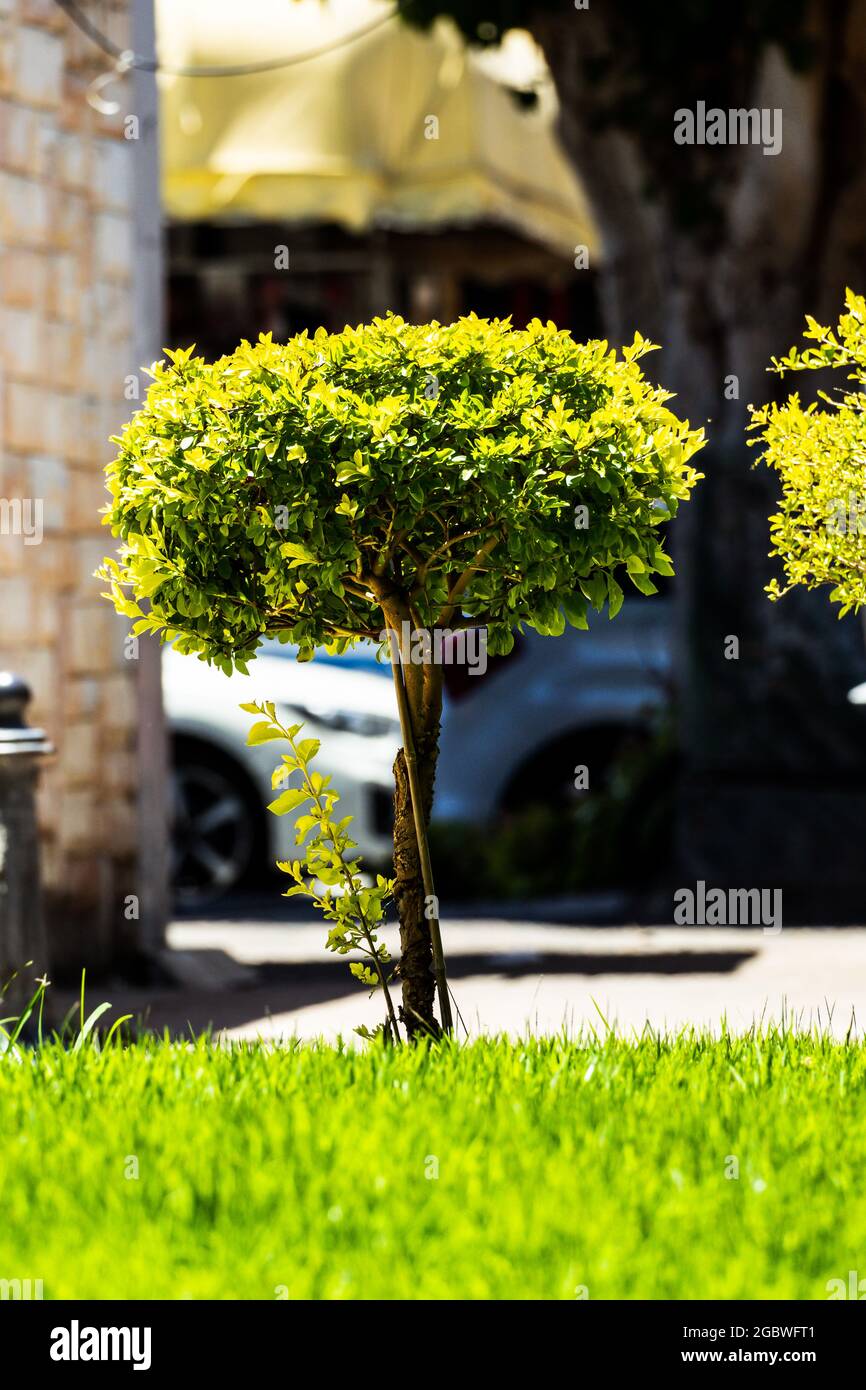 Small tree in the city. Nature. Close up tree with green leaves. Stock Photo
