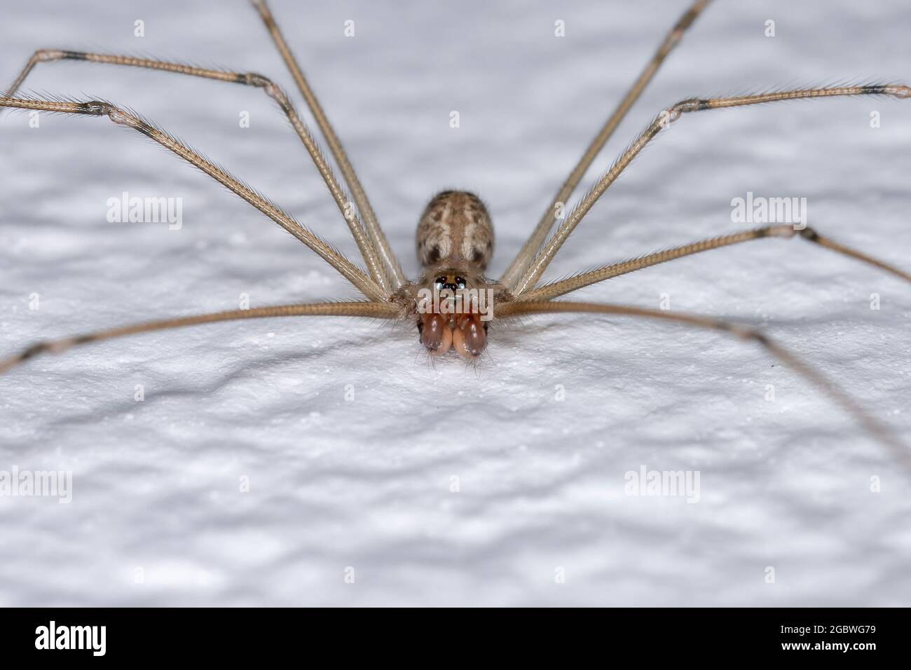 adult male Short-bodied Cellar Spider of the species Physocyclus globosus Stock Photo