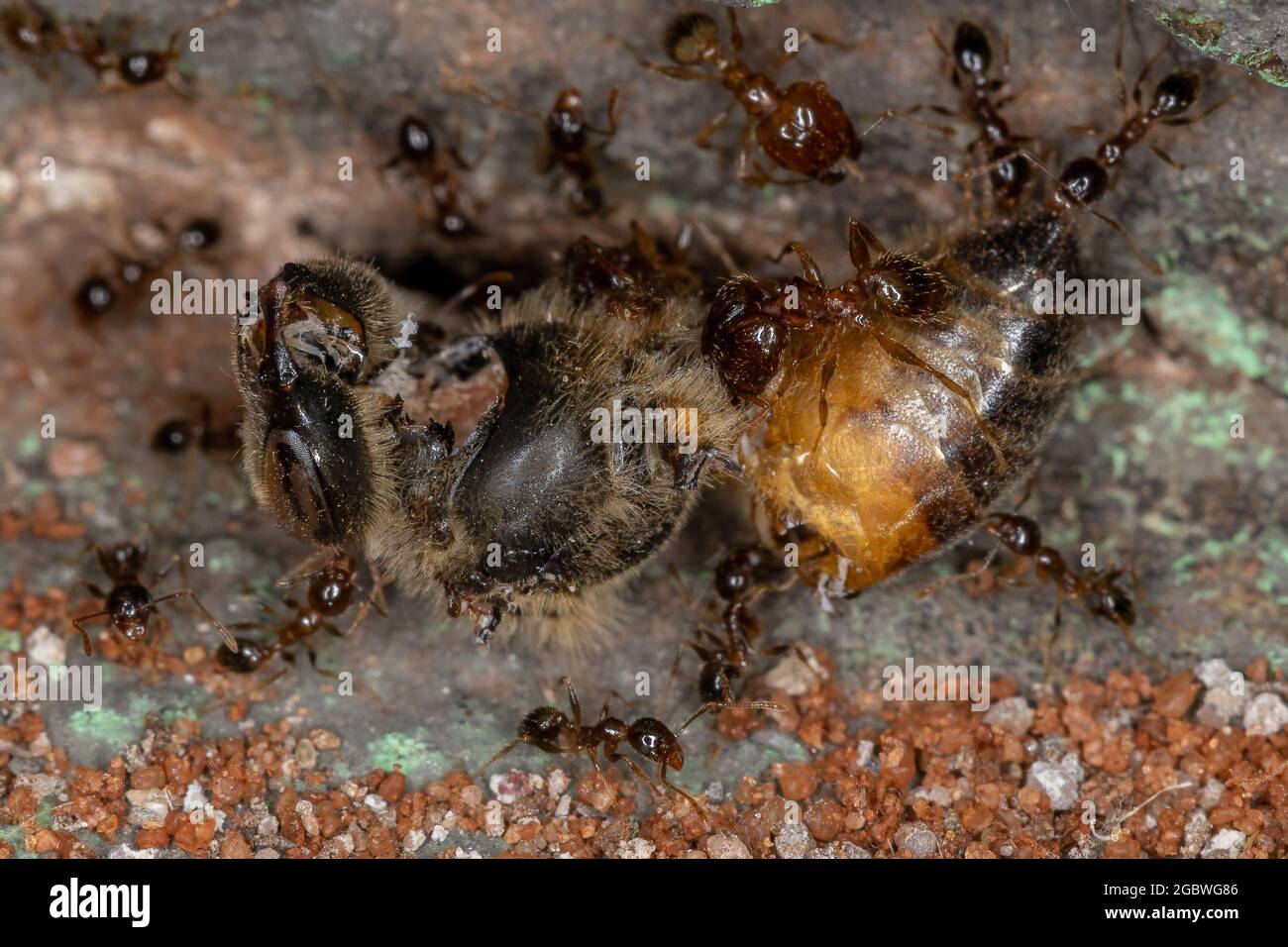 Big-headed Ants of the Genus Pheidole eating a Dead Western Honey Bee of the species Apis mellifera Stock Photo