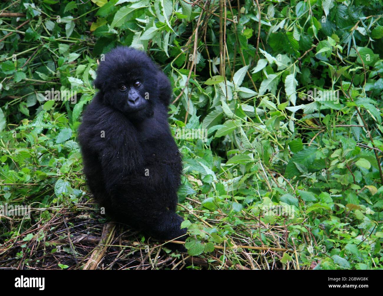 Closeup portrait of endangered baby Mountain Gorilla (Gorilla beringei beringei) looking at camera Volcanoes National Park, Rwanda. Stock Photo