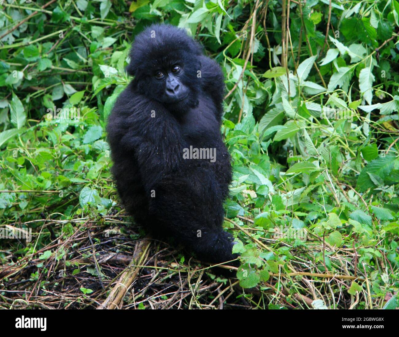 Closeup portrait of endangered baby Mountain Gorilla (Gorilla beringei beringei) looking directly at camera Volcanoes National Park, Rwanda. Stock Photo