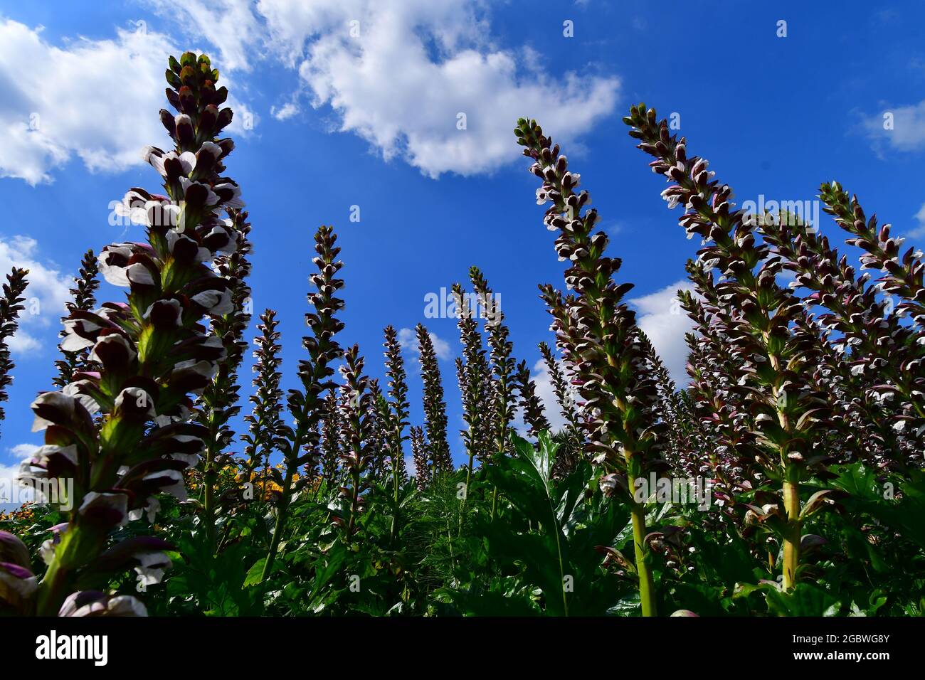 UK Lyme Regis on a dry and warm summers day pointing upwards to the blue sky with white fluffy clouds are seen a plant called Acanthus Mollis. Stock Photo