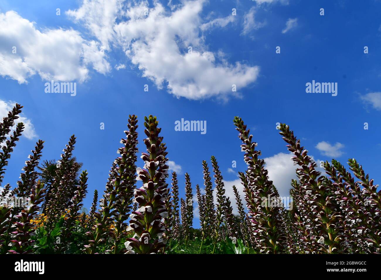 UK Lyme Regis on a dry and warm summers day pointing upwards to the blue sky with white fluffy clouds are seen a plant called Acanthus Mollis. Stock Photo