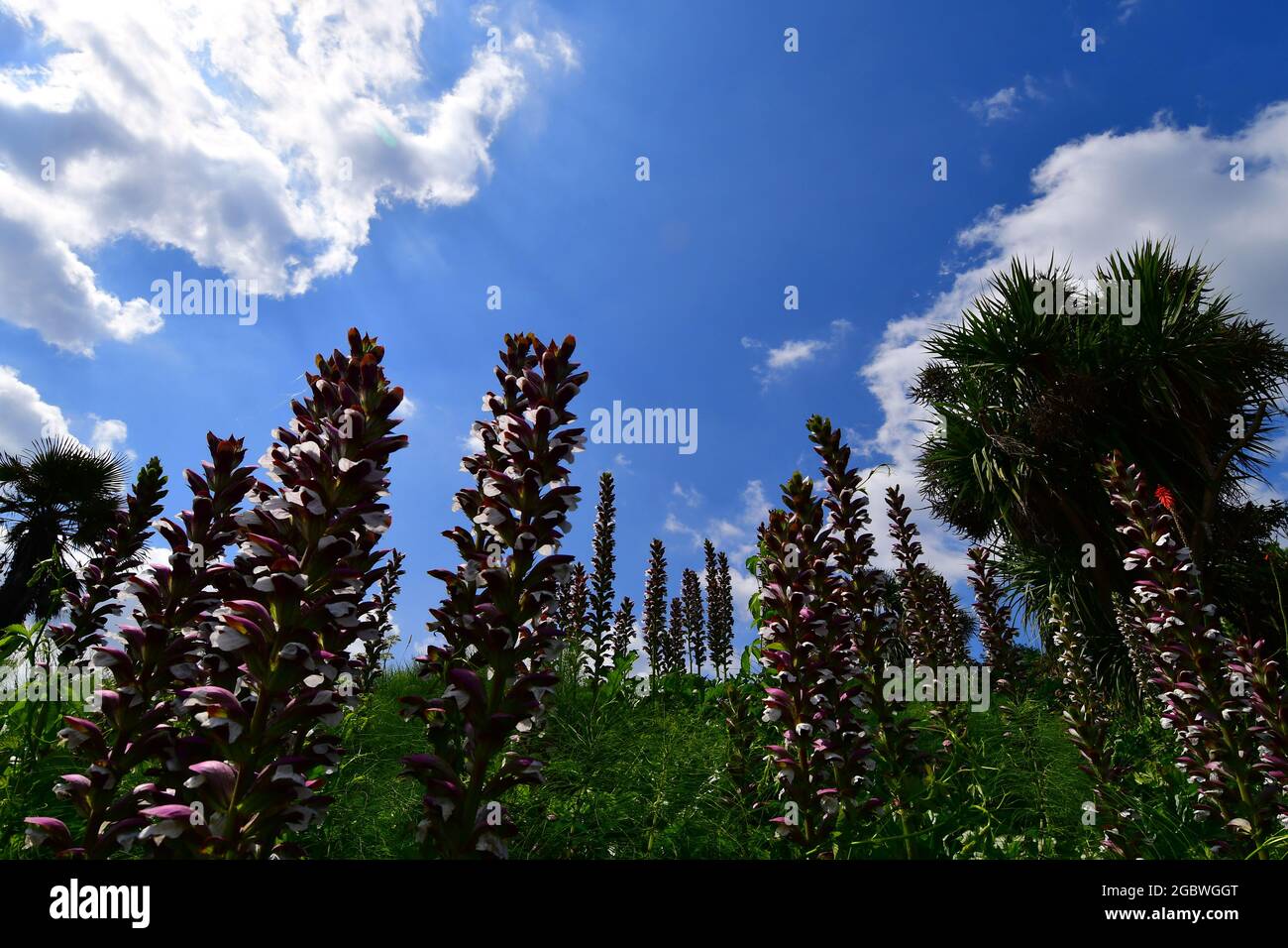 UK Lyme Regis on a dry and warm summers day pointing upwards to the blue sky with white fluffy clouds are seen a plant called Acanthus Mollis. Stock Photo