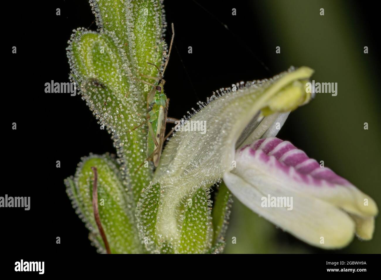 Flower of a rare Brazilian Cerrado plant of the species Justicia glischrantha Stock Photo