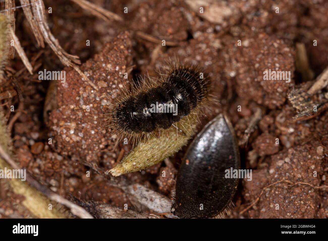 Darkling beetle larvae hires stock photography and images Alamy