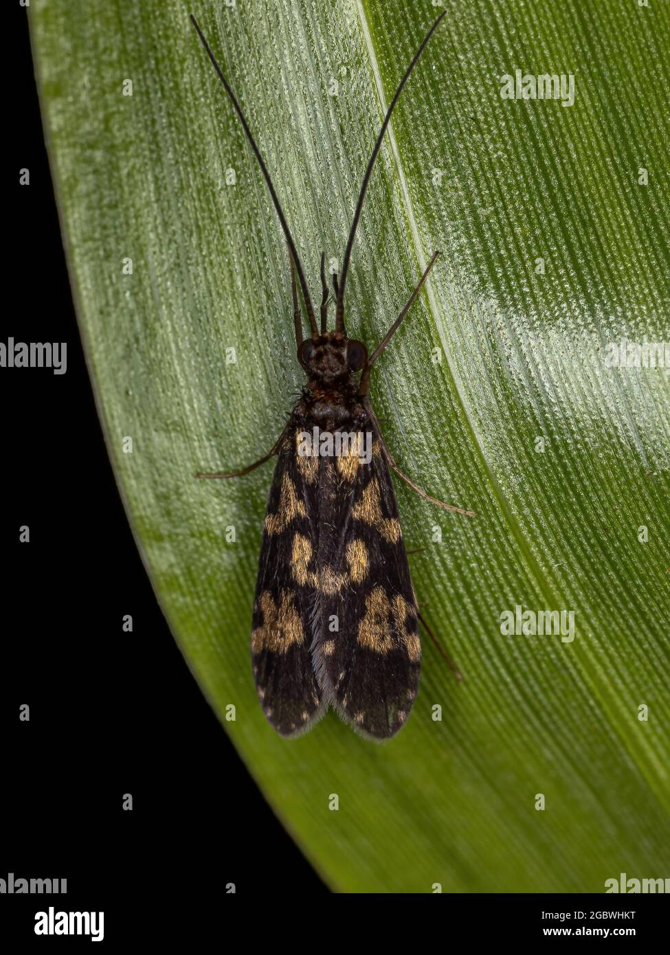 Adult Caddisfly Insect of the Order Trichoptera Stock Photo Alamy
