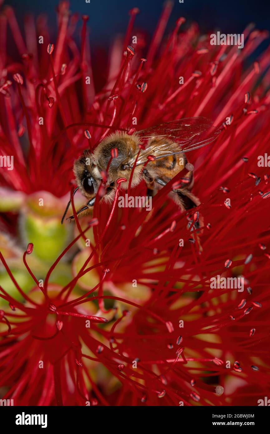 Adult Western Honey Bee of the species Apis mellifera pollinating bottle brush flowers Stock Photo