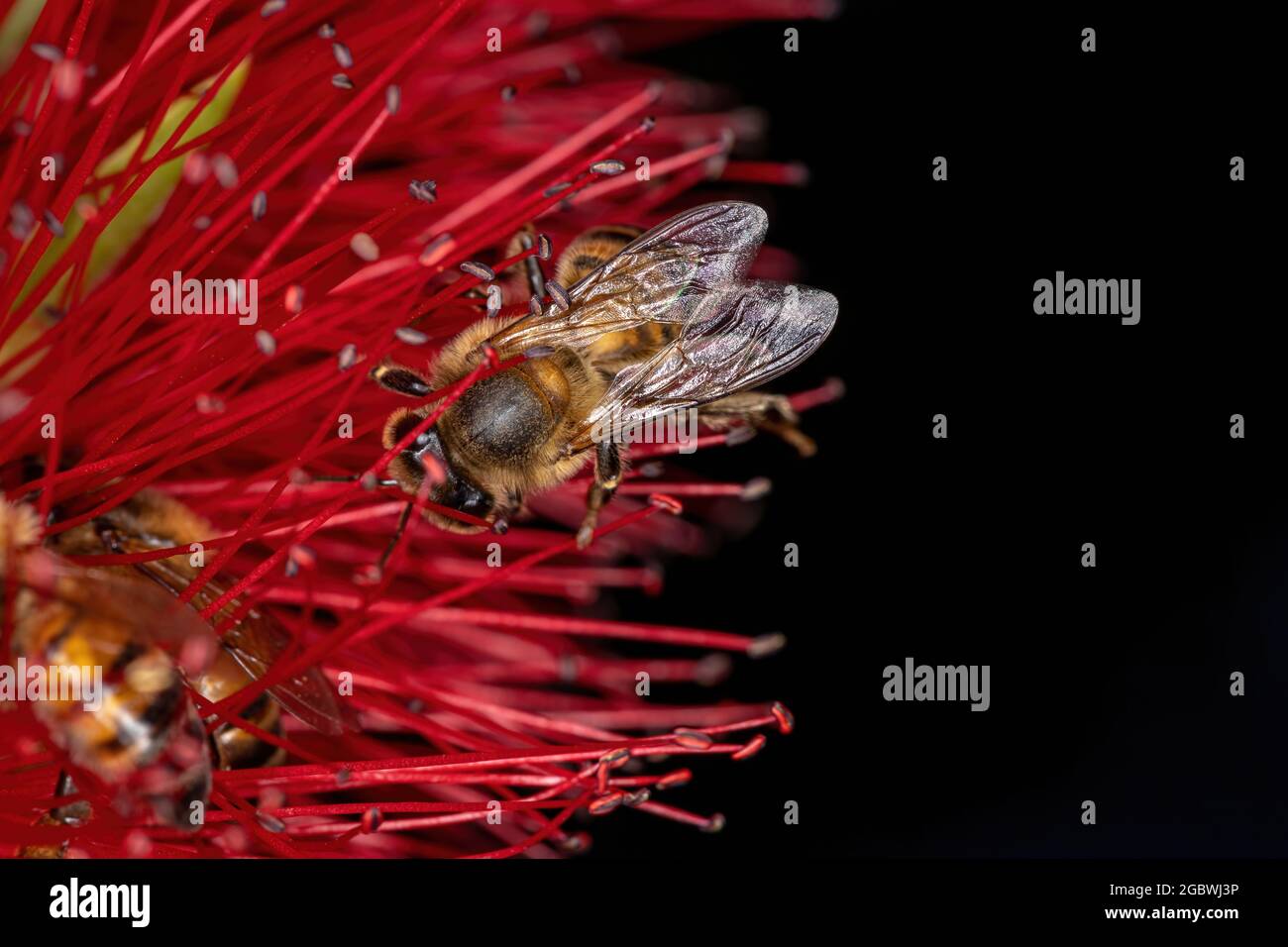 Adult Western Honey Bee of the species Apis mellifera pollinating bottle brush flowers Stock Photo