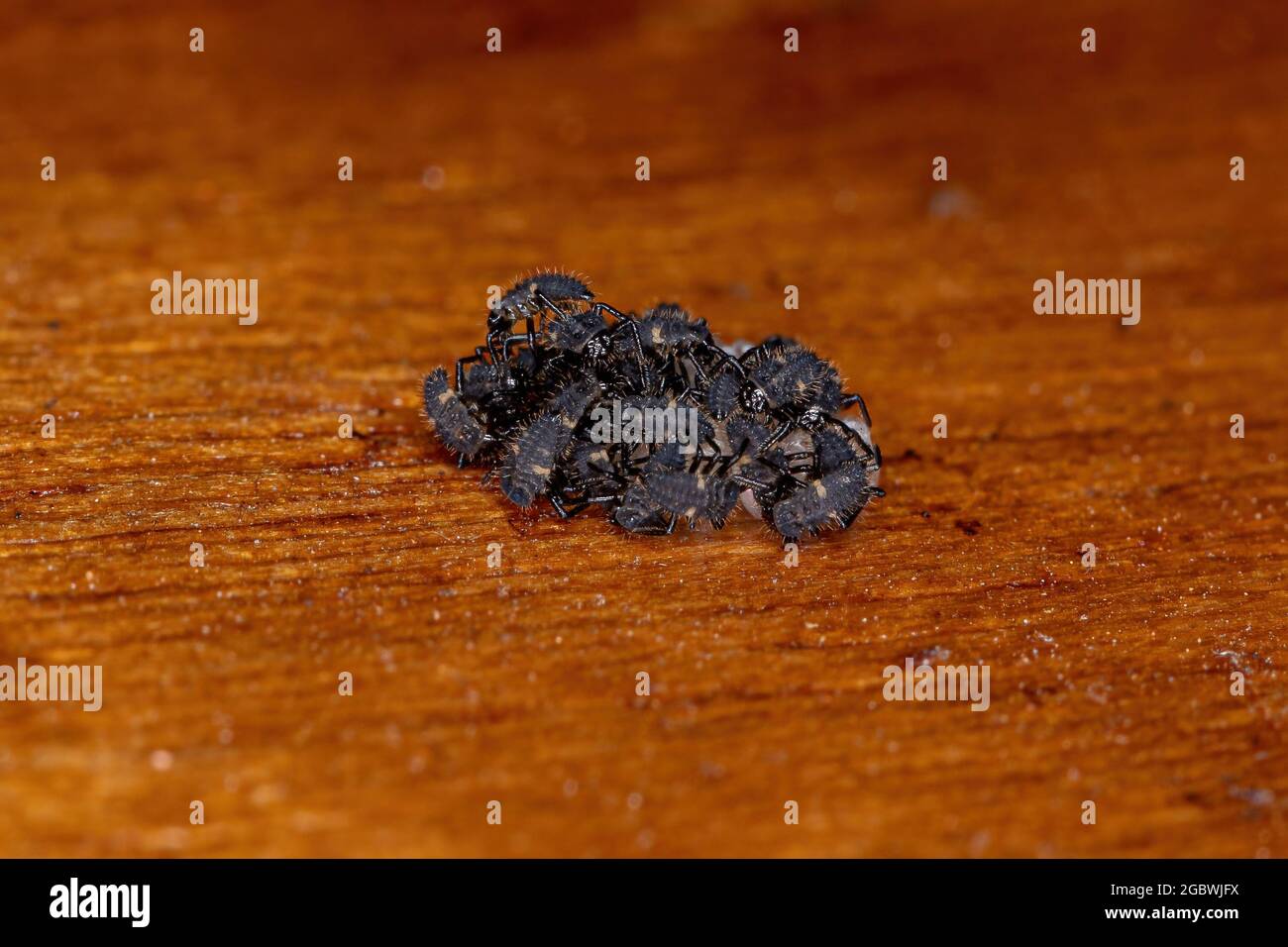 Lady beetle larvae hires stock photography and images Alamy
