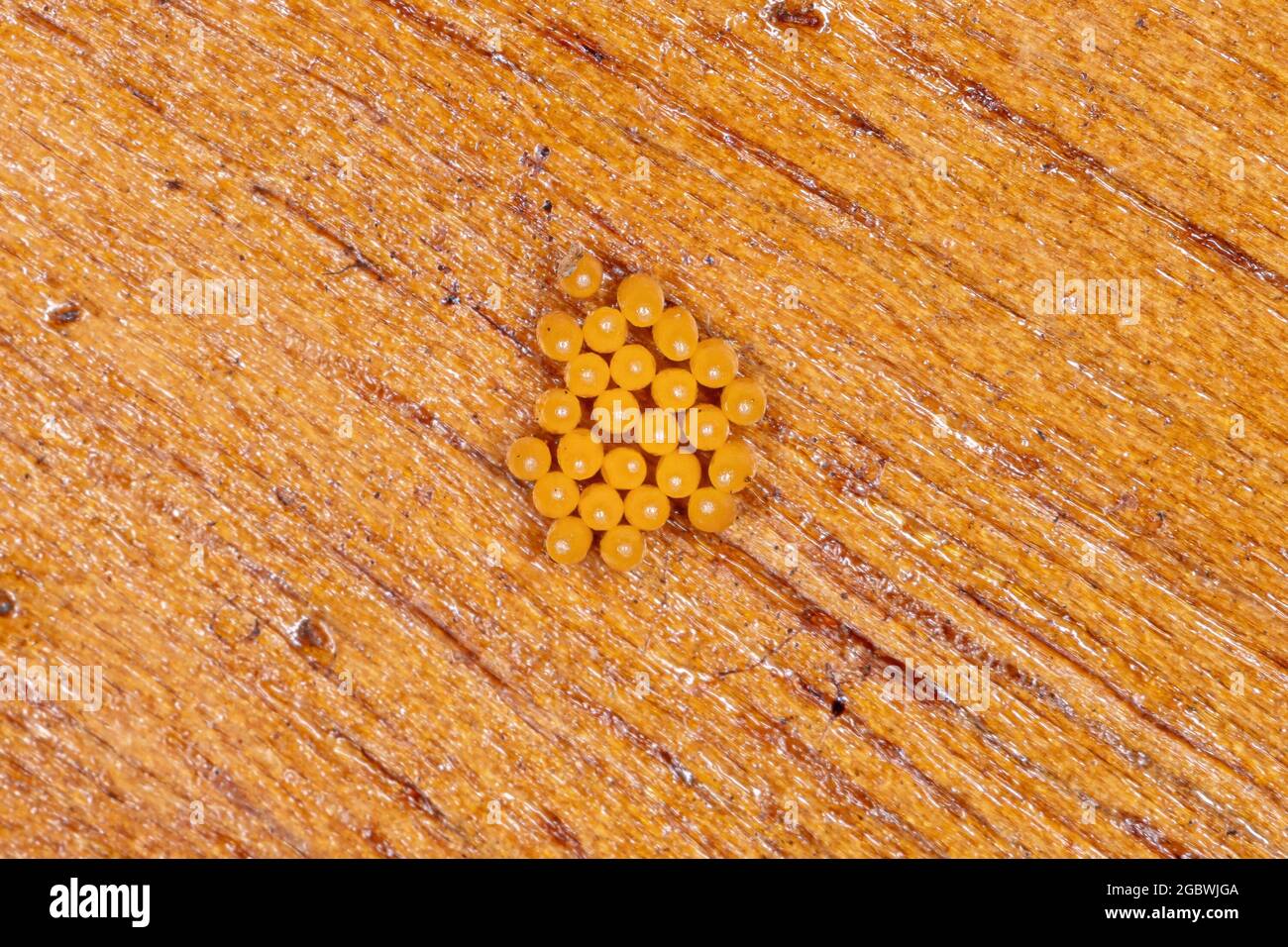 Asian Lady Beetle Eggs of the species Harmonia axyridis Stock Photo Alamy