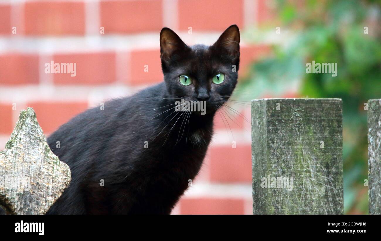 Closeup shot of a Bombay black cat with green eyes sitting on a fence ...