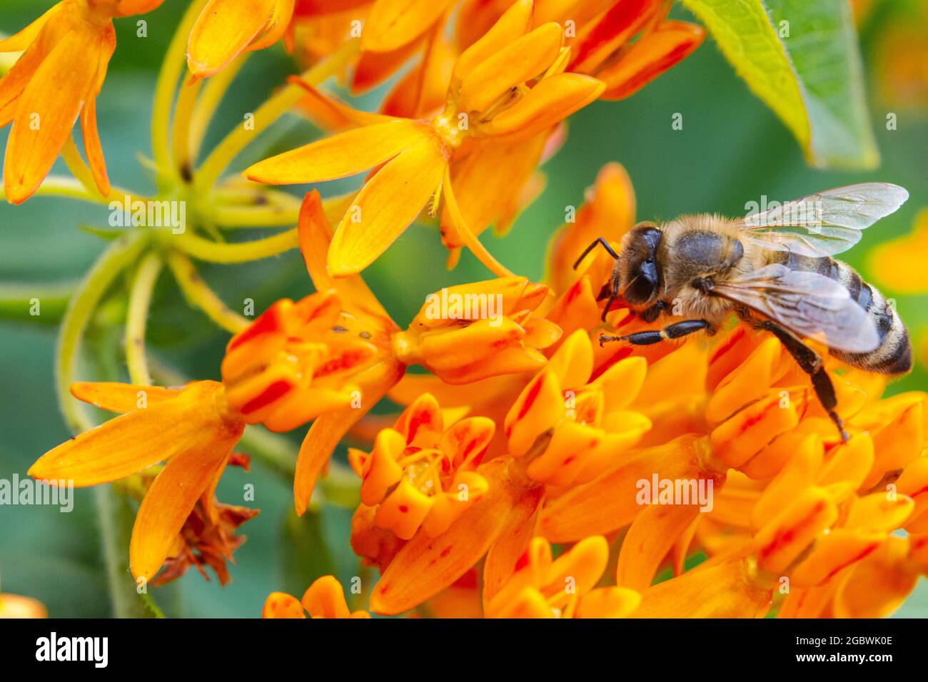 Honey bee (Apis mellifera) gathering nectar and pollen from a Butterfly-weed flower (Asclepias tuberosa.) Closeup. Stock Photo