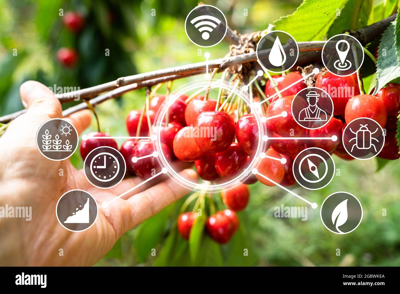 Agricultural Fruits Technology. Precision Farming System. Smart Sensor Stock Photo