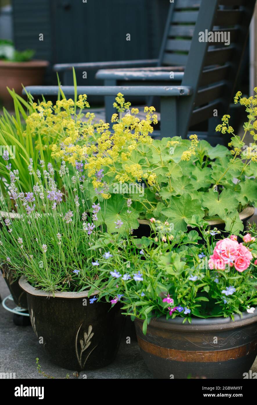 flowering plants in containers Stock Photo