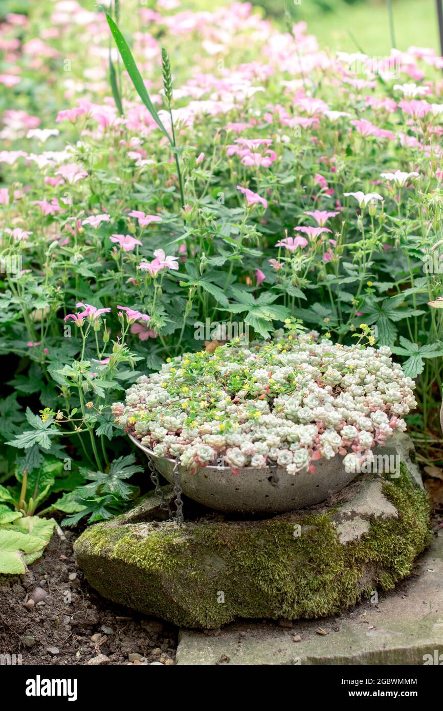 Upcycling - Sedum plant in an old metal colander Stock Photo