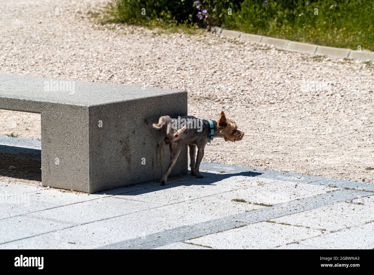 Yorkie with a muzzle peeing on a street at the side of a stone bench