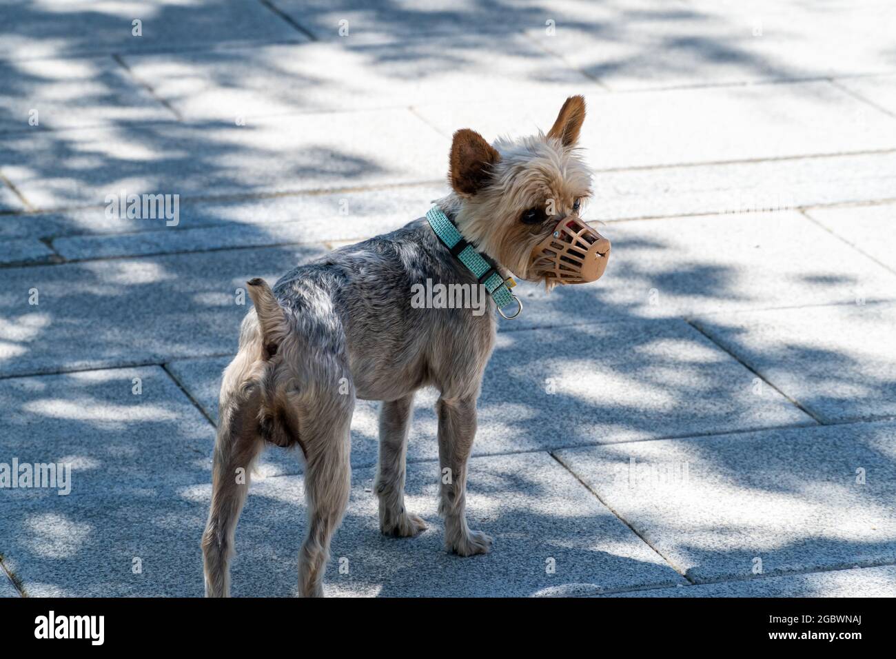 Yorkie standing on a street with a muzzle under the shades of the trees